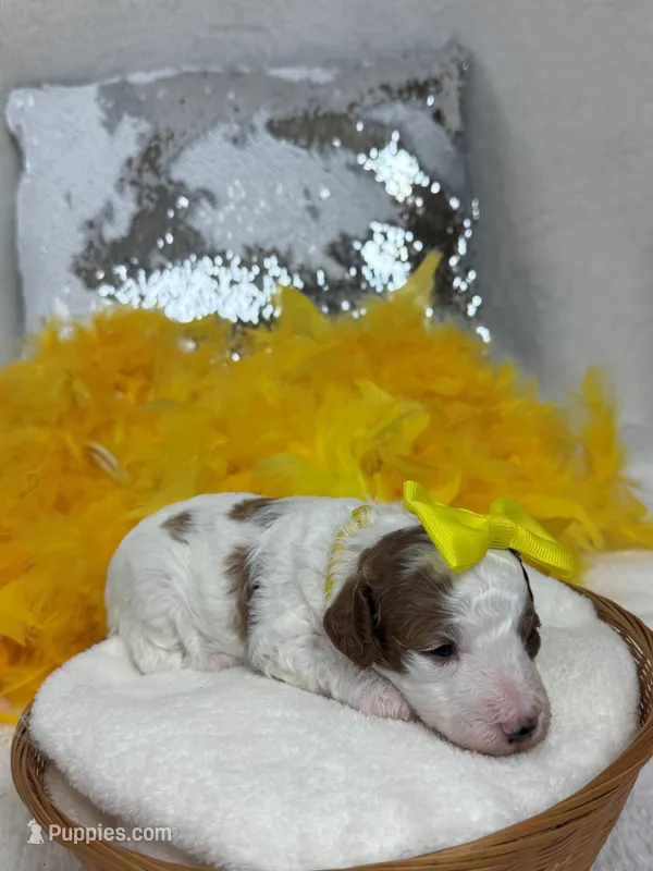 Ellie's Yellow Girl – Cavapoo puppy for sale in Bullard, TX