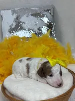 Ellie's Yellow Girl, a female Cavapoo for sale in Bullard, TX – 5 of 7