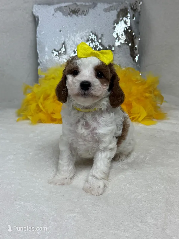 Ellie's Yellow Girl – Cavapoo puppy for sale in Bullard, TX