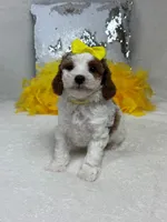 Ellie's Yellow Girl, a female Cavapoo for sale in Bullard, TX – 1 of 7