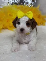 Ellie's Yellow Girl, a female Cavapoo for sale in Bullard, TX – 3 of 7