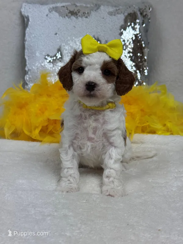 Ellie's Yellow Girl – Cavapoo puppy for sale in Bullard, TX