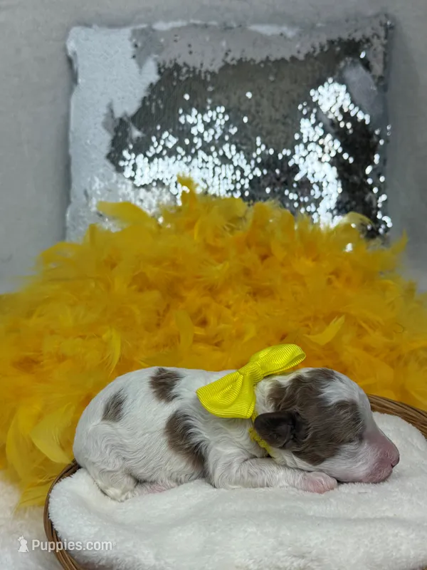 Ellie's Yellow Girl – Cavapoo puppy for sale in Bullard, TX