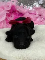 Cici's Pink Girl, a female Poodle - Miniature  for sale in Bullard, TX – 1 of 1