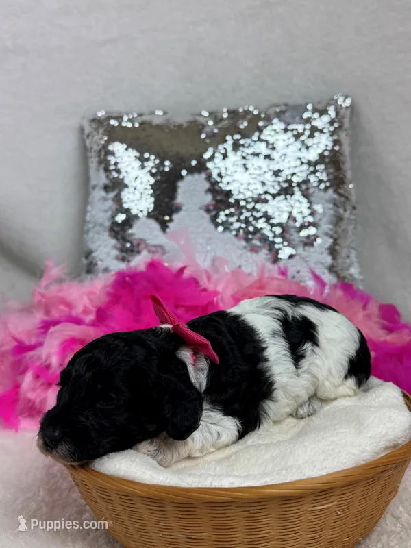 Princess Pink Girl – Poodle - Toy  puppy for sale in Bullard, TX