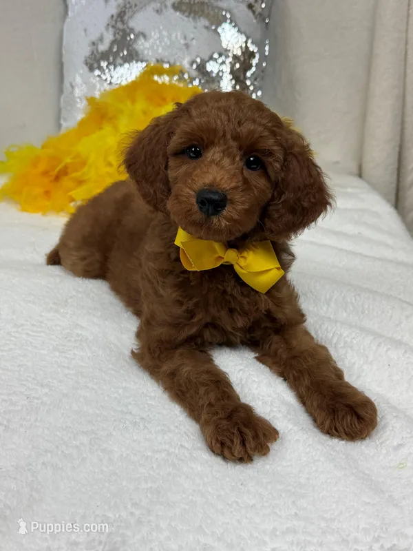 Brinley Yellow Boy – Miniature Goldendoodle puppy for sale in Bullard, TX
