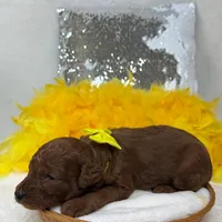 Brinley Yellow Boy, a male Miniature Goldendoodle for sale in Bullard, TX – Photo 7 of 8