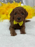 Brinley Yellow Boy, a male Miniature Goldendoodle for sale in Bullard, TX – Photo 5 of 8