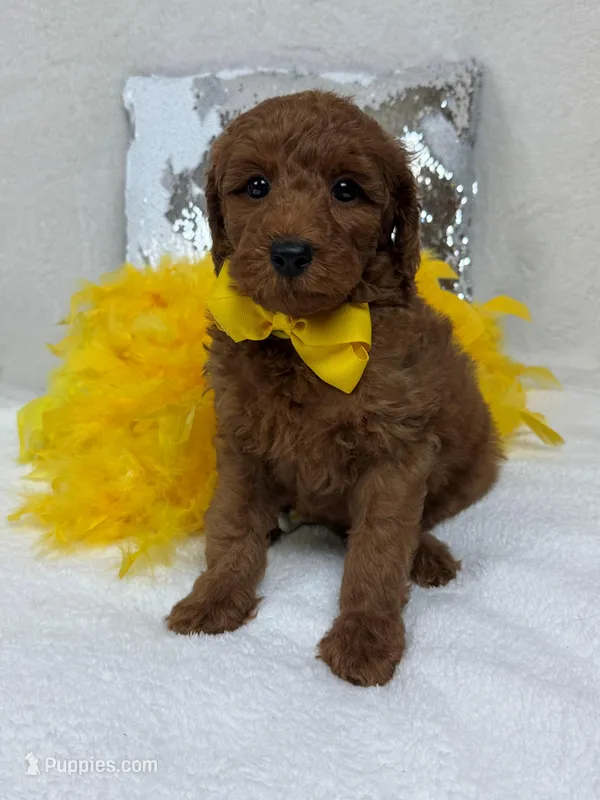 Brinley Yellow Boy – Miniature Goldendoodle puppy for sale in Bullard, TX