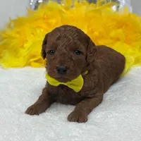 Brinley Yellow Boy, a male Miniature Goldendoodle for sale in Bullard, TX – Photo 6 of 8
