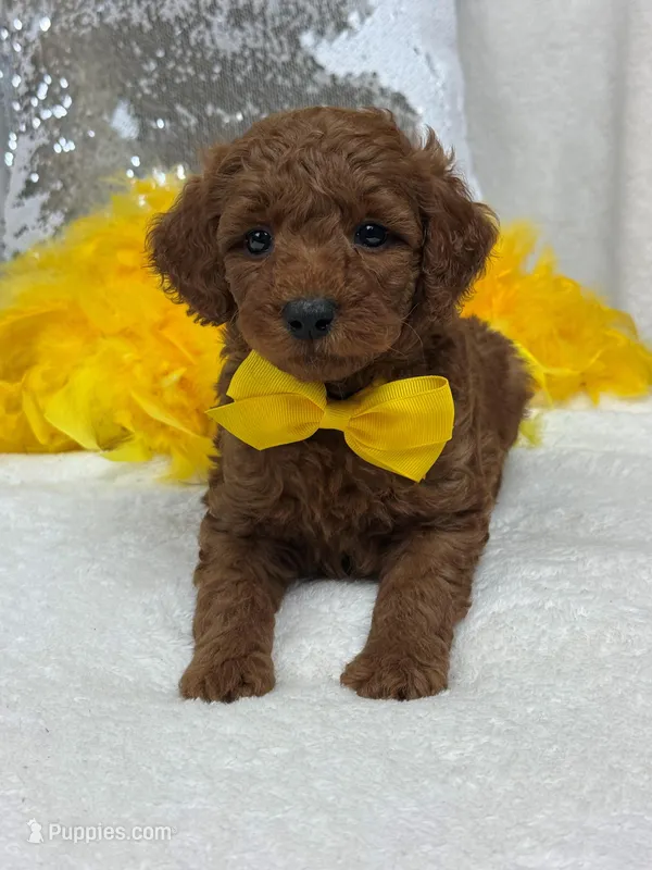 Brinley Yellow Boy – Miniature Goldendoodle puppy for sale in Bullard, TX