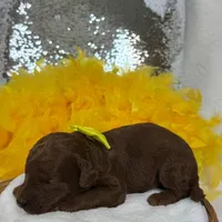 Brinley Yellow Boy, a male Miniature Goldendoodle for sale in Bullard, TX – Photo 8 of 8