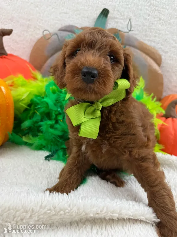 Brinley's Green Boy – Miniature Goldendoodle puppy for sale in Bullard, TX