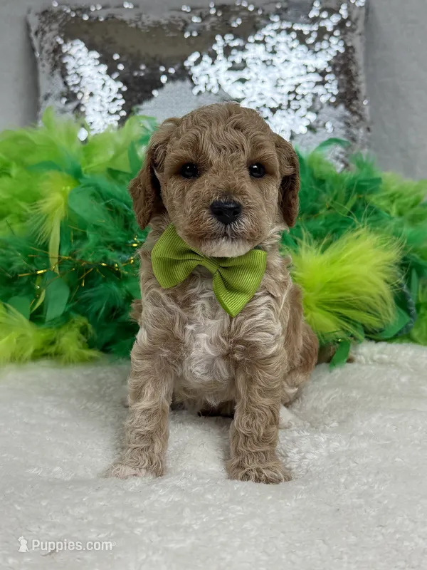 Tally's Green Boy – Poodle - Miniature  puppy for sale in Bullard, TX