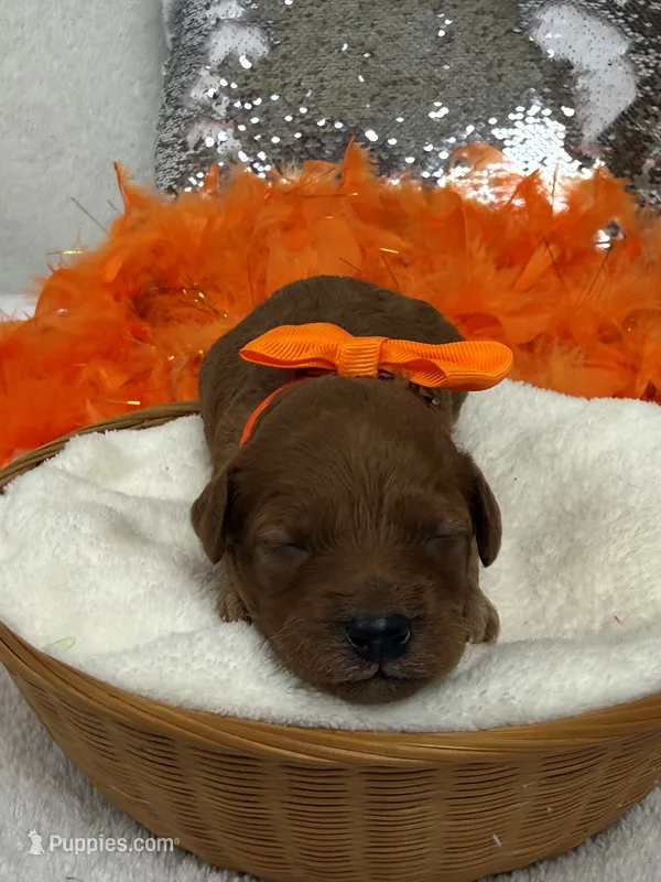 Mia's Orange Girl – Cavapoo puppy for sale in Bullard, TX