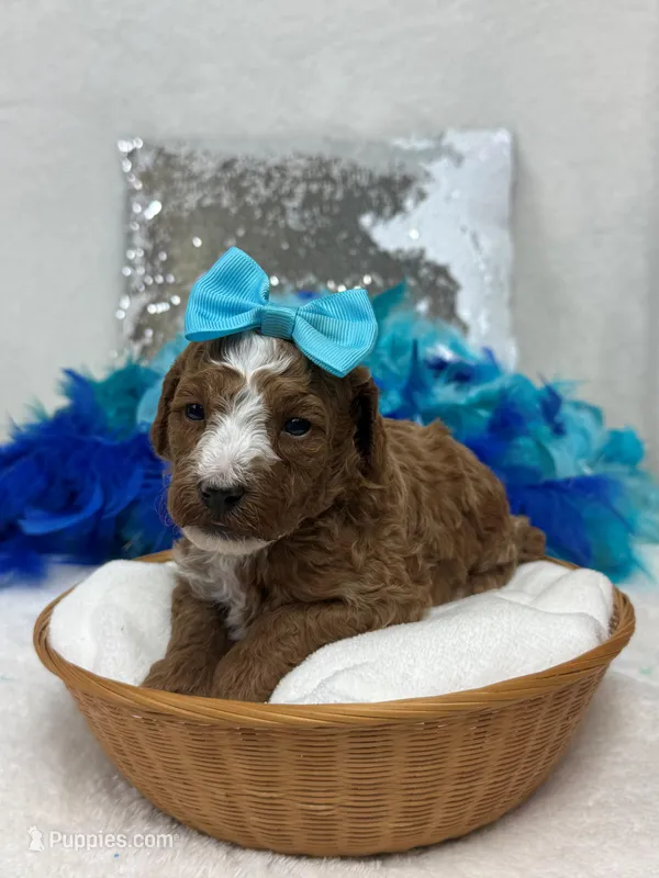 Tilly Turquoise Girl