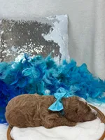 Tilly Turquoise Girl, a female Poodle - Miniature  for sale in Bullard, TX – Photo 1 of 2