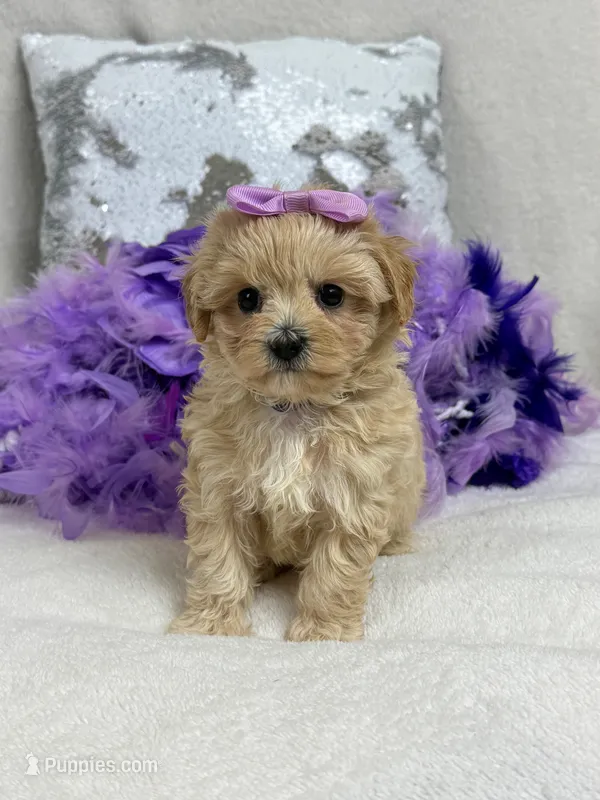 Daisy's Purple Girl – Maltipoo puppy for sale in Bullard, TX