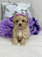 Daisy's Purple Girl, a female Maltipoo for sale in Bullard, TX – 1 of 5