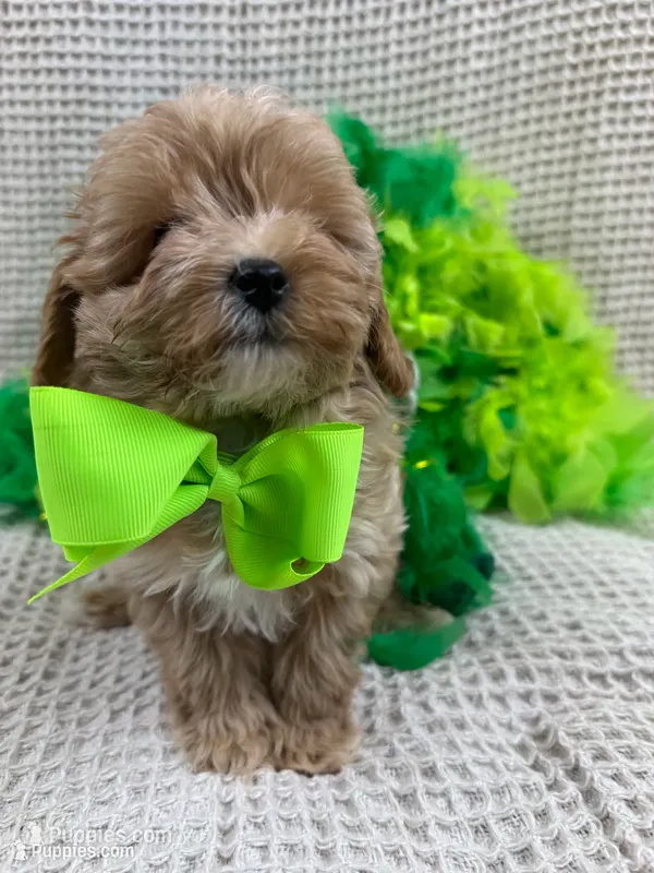 Riley's Green Boy – Cavapoo puppy for sale in Bullard, TX