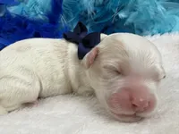 Kylie's Blue Boy, a male Cockapoo for sale in Bullard, TX – 2 of 2