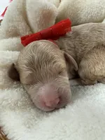 Kylie's Red Boy, a male Cockapoo for sale in Bullard, TX – 2 of 2