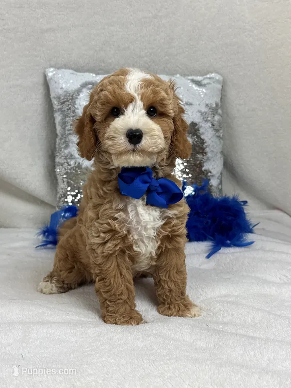 Rae Rae Blue Boy – Cavapoo puppy for sale in Bullard, TX