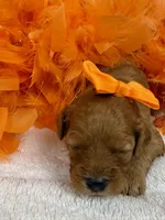 Mia's Orange Girl, a female Cavapoo for sale in Bullard, TX – 7 of 7