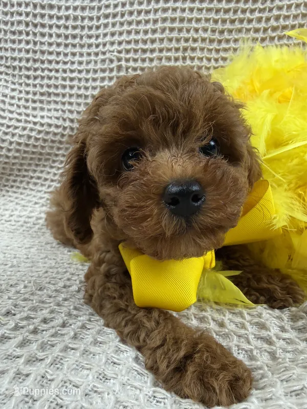 Jules Yellow Boy – Poodle - Miniature  puppy for sale in Bullard, TX