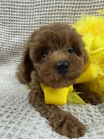 Jules Yellow Boy, a male Poodle - Miniature  for sale in Bullard, TX – 1 of 7