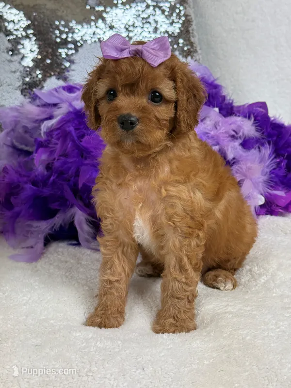 Mia's Purple Girl – Cavapoo puppy for sale in Bullard, TX