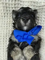 Elsa's Blue Boy, a female Miniature Bernedoodle for sale in Bullard, TX – 6 of 6