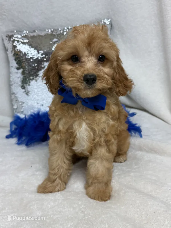 Mia's Blue Boy – Cavapoo puppy for sale in Bullard, TX