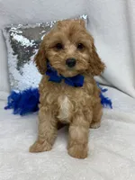Mia's Blue Boy, a male Cavapoo for sale in Bullard, TX – 1 of 9