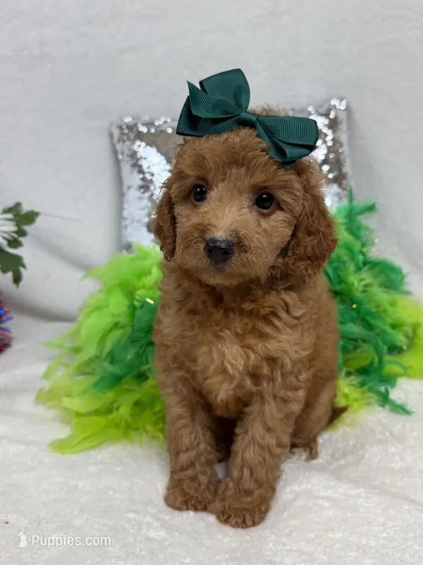 Mia's Green Girl – Cavapoo puppy for sale in Bullard, TX