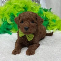 Brinley Green Boy, a male Miniature Goldendoodle for sale in Bullard, TX – Photo 5 of 8