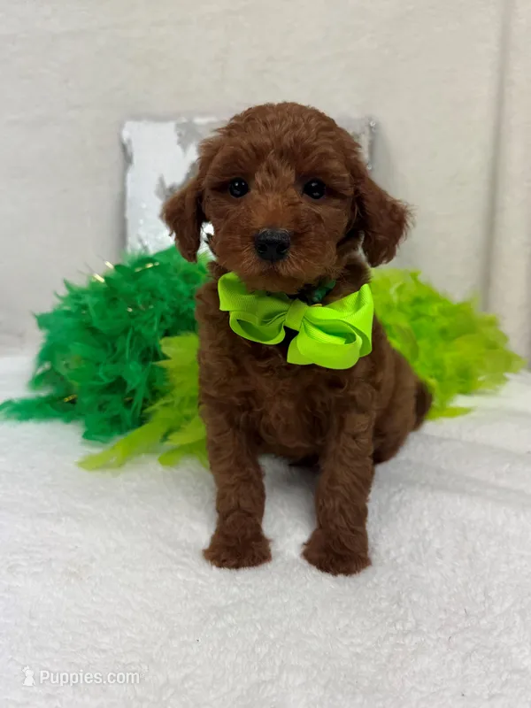 Brinley Green Boy – Miniature Goldendoodle puppy for sale in Bullard, TX