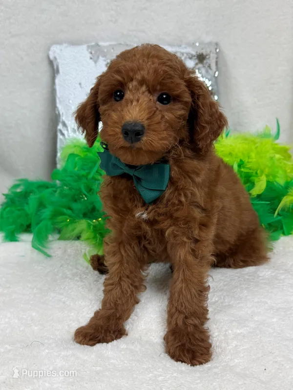 Brinley Green Boy – Miniature Goldendoodle puppy for sale in Bullard, TX