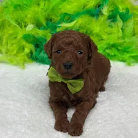 Brinley Green Boy, a male Miniature Goldendoodle for sale in Bullard, TX – Photo 6 of 8