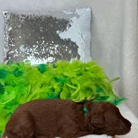 Brinley Green Boy, a male Miniature Goldendoodle for sale in Bullard, TX – Photo 7 of 8