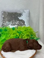 Brinley Green Boy, a male Miniature Goldendoodle for sale in Bullard, TX – Photo 1 of 2