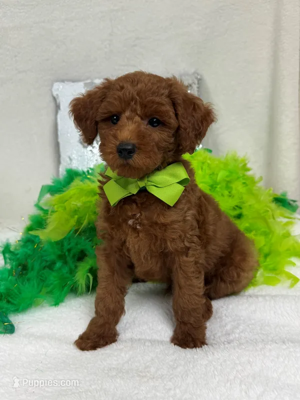 Brinley Green Boy – Miniature Goldendoodle puppy for sale in Bullard, TX