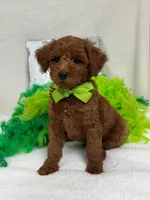 Brinley Green Boy, a male Miniature Goldendoodle for sale in Bullard, TX – Photo 1 of 8