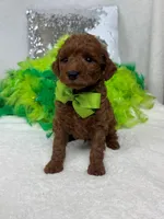 Brinley Green Boy, a male Miniature Goldendoodle for sale in Bullard, TX – Photo 4 of 8