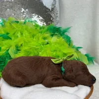 Brinley Green Boy, a male Miniature Goldendoodle for sale in Bullard, TX – Photo 8 of 8