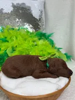 Brinley Green Boy, a male Miniature Goldendoodle for sale in Bullard, TX – Photo 2 of 2