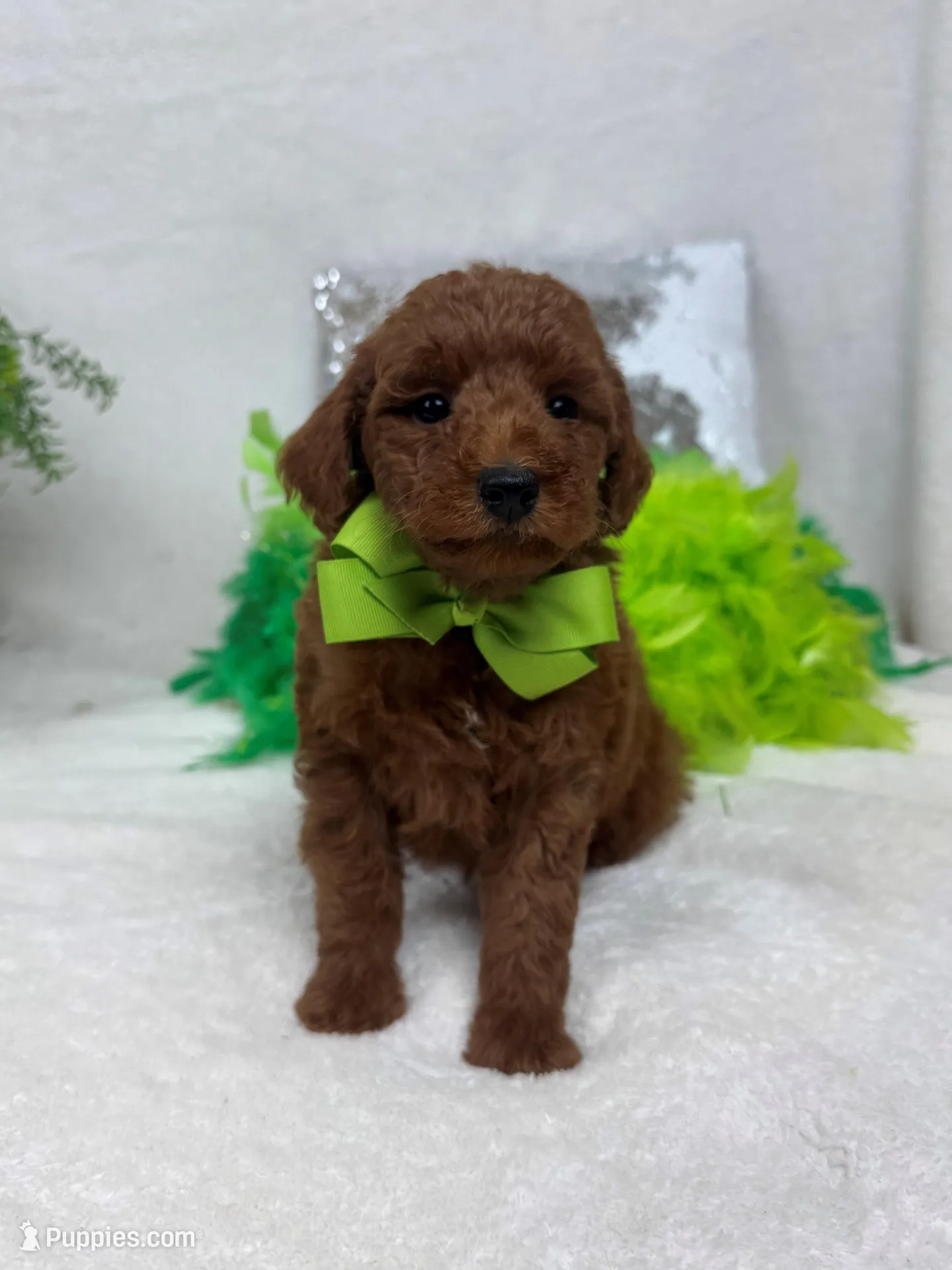 Brinley Green Boy – Miniature Goldendoodle puppy for sale in Bullard, TX