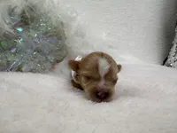 Riley's White Boy, a male Cavapoo for sale in Bullard, TX – 3 of 3