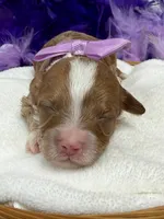 Riley Purple Girl, a female Cavapoo for sale in Bullard, TX – Photo 1 of 2