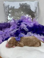 Riley Purple Girl, a female Cavapoo for sale in Bullard, TX – Photo 2 of 2